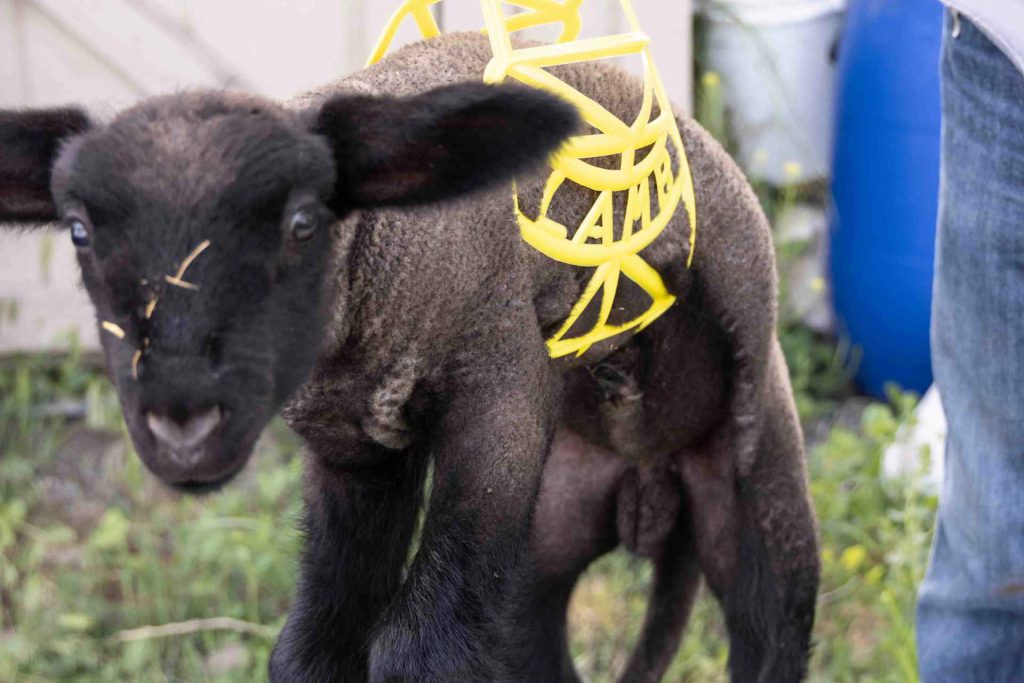 newborn lambs oregon