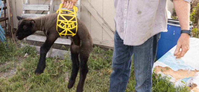 lambing process oregon