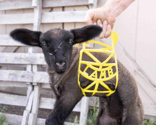 lambing supplies