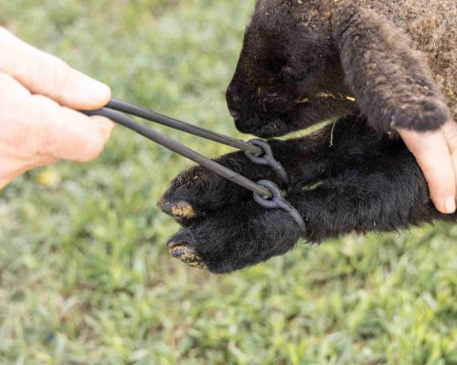 lambing supplies oregon