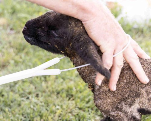 newborn lamb oregon